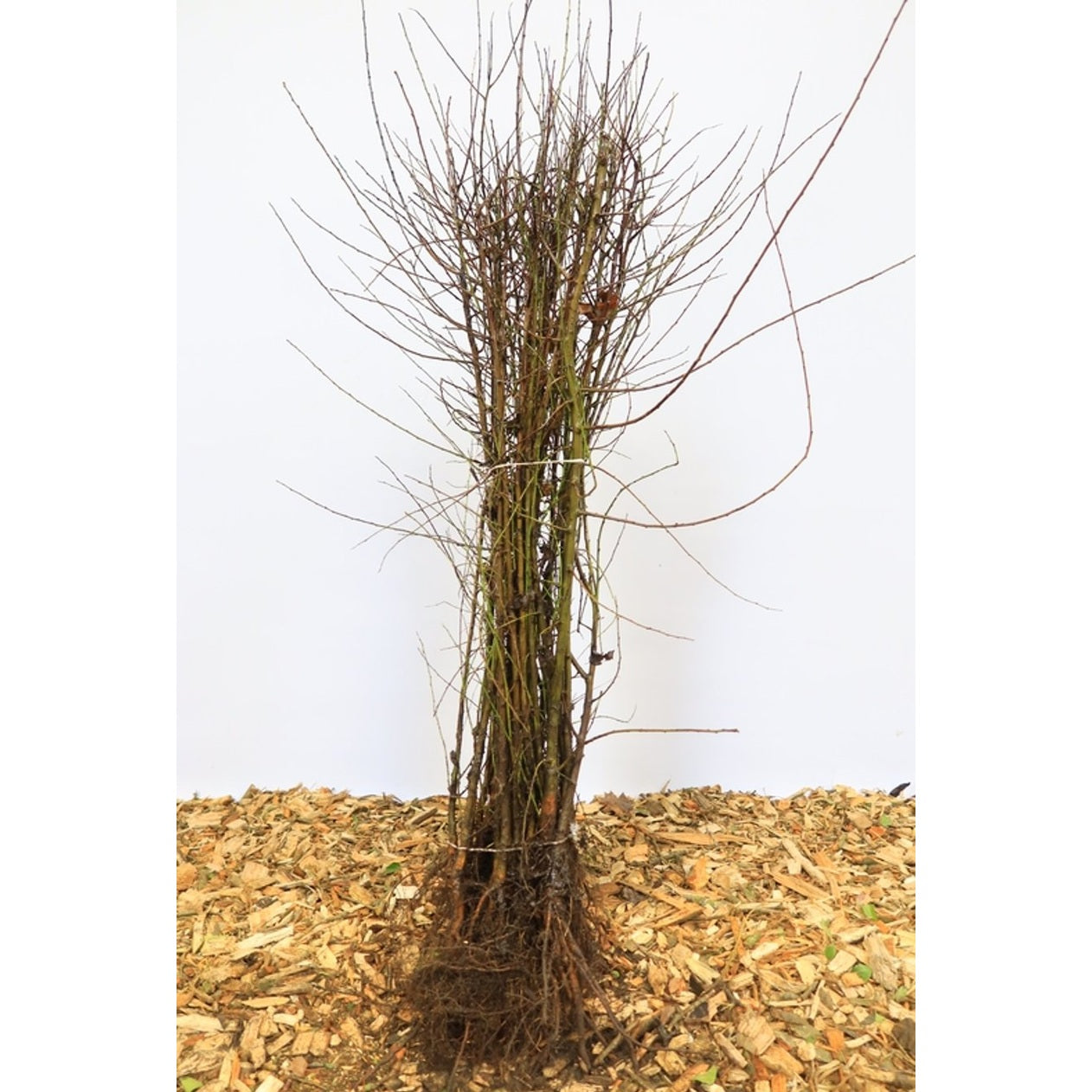 Körsbärsplommon – Prunus cerasifera - 60-100 CM bare root 1/1
